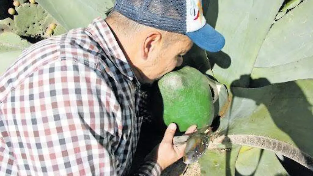 Pulque Maguey